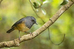 Nilgiri Blue Robin.jpg