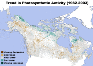 Northern Forest Trend in Photosynthetic Activity