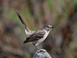 Northern mockingbird in Green-Wood Cemetery (55669)