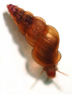 Oncomelania hupensis.jpg