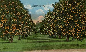 Orange Groves in Orlando, Florida