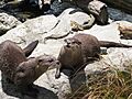 Otters wiki