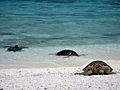 PMNM - Green Sea Turtles, Kure Atoll (27094927015)