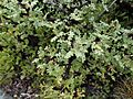 Pachycormus discolor 64304131