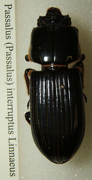 Passalus interruptus sjh