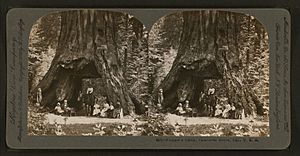 Pioneer's Cabin, Calaveras Grove, Cal., U. S. A., by Singley, B. L. (Benjamin Lloyd)