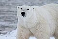 Polar-bear-arctic-wildlife-snow-53425