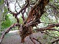 Polylepis australis trunk at Dundee Botanic Garden