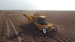 Potato Harvest Rolling Hills Alberta.jpg