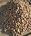 Potatoes from India