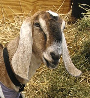 RAS Nubian goat