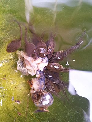 Rana temporaria tadpoles eating 8