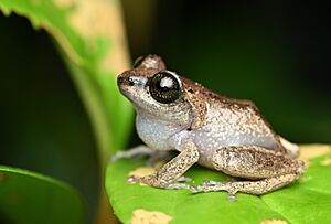 Raorchestes chlorosomma - Shreeram M V - Munnar 2022.jpg