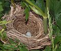 RedWingedBlackBird nest