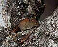 Red backed vole