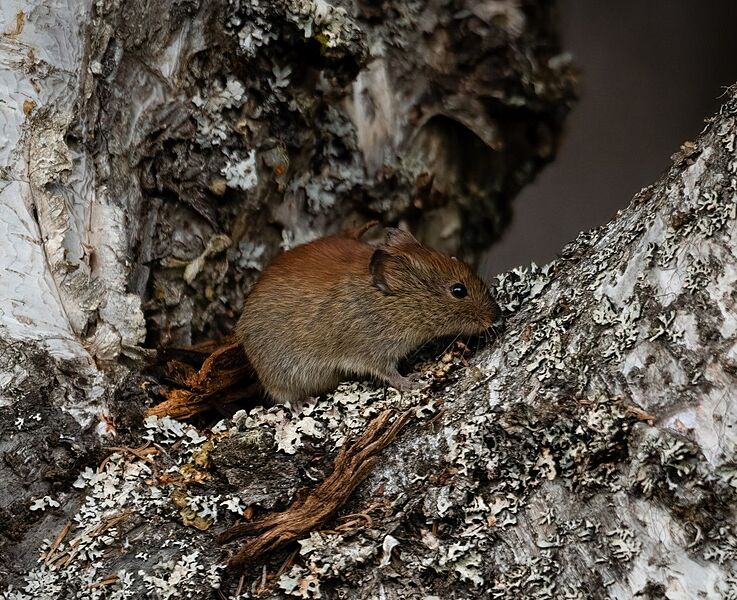 Red backed vole