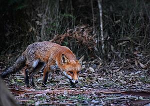 Red fox in Great Otway National Park in Victoria (Australia) in 2019