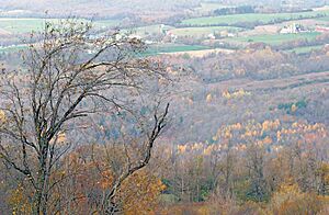 RipleyHill.Tree.700