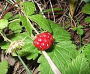 Rubus arcticus berry.jpg
