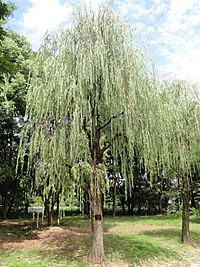 Salix babylonica - Nagai Botanical Garden - DSC07654