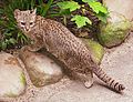 Salzkatze