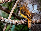 Schiffornis major - Greater schiffornis; Anavilhanas islands, Novo Airão, Amazonas, Brazil.jpg