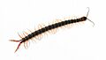 Scolopendra subspinipes japonica DSC 5192