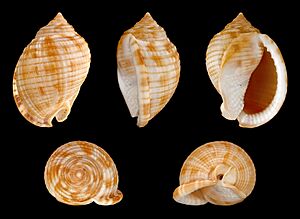 Semicassis granulata granulata 01