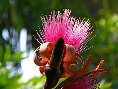 Shaving Brush Tree