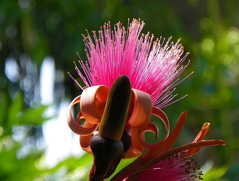 Shaving Brush Tree