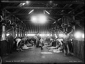 Shearing by machinery from The Powerhouse Museum Collection
