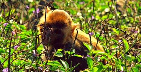 Shy monkey at Cayo Santiago, Puerto Rico