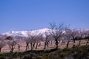 Sierra Nevada 4 v03.jpg