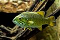 Smallmouth bass 01