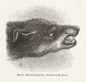 Snarling dog from Darwin's Expression of Emotions.... Wellcome L0049522