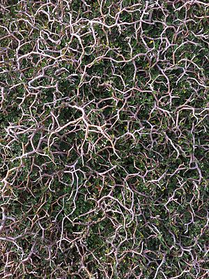 Sophora prostrata divaricating branching