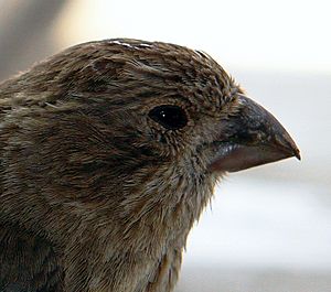 Sparrow Beak