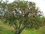 Starr 050423-6662 Santalum ellipticum