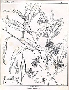 Stenocarpus salignus00