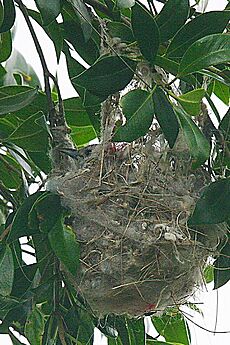Striped Honeyeater nest 2