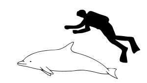Striped dolphin size.svg