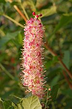 Summersweet Clethra Clethra alnifolia 'Ruby spice' Flower 2000px