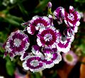 Sweet William -- Dianthus barbatus