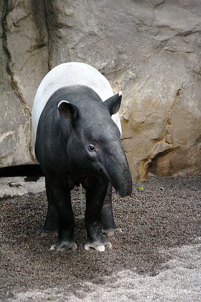 Tapir001