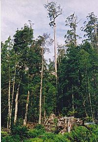 Tasmania logging 16 Styx a tree in danger