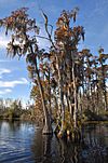 Taxodium ascendens in the Black Water, Okefenokee.jpg
