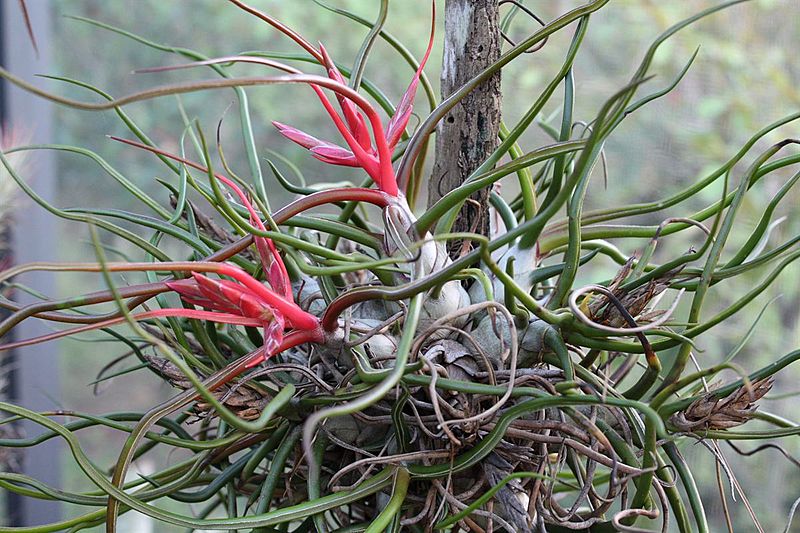 Tillandsia bulbosa 20090111