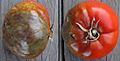 Tomato with Phytophthora infestans (late blight)