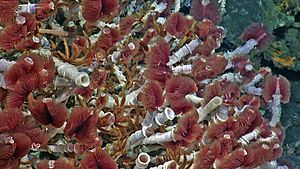 Tube worms ASHES hydrothermal field (27260324626)