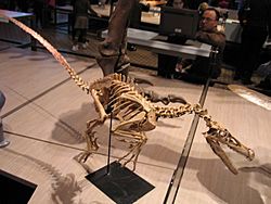 Velociraptor 28-12-2007 15-06-24